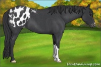 Horse Color:Blue Roan Appaloosa 