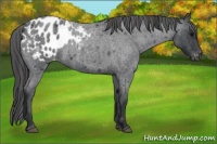 Horse Color:Blue Roan Appaloosa 