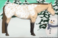 Horse Color:Buckskin Appaloosa