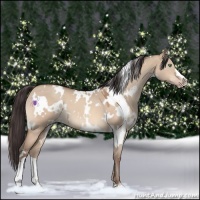 Horse Color:White Spotted Amber Champagne Dun