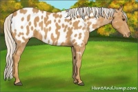 Horse Color:Palomino Near Leopard