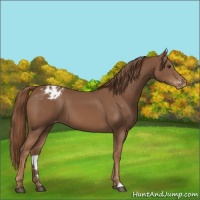 Horse Color:Chestnut Appaloosa 