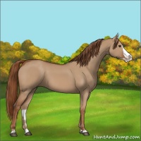 Horse Color:Red Dun Splash 