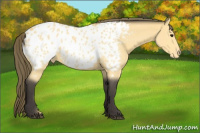 Horse Color:Buckskin Appaloosa 