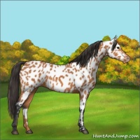 Horse Color:Bay Appaloosa 