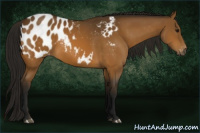 Horse Color:Gray Buckskin Blanket 