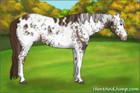 Horse Color:White Spotted Liver Chestnut Blanket