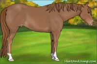 Horse Color:Chestnut Appaloosa