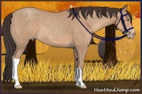 Horse Color:Amber Champagne 
