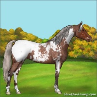 Horse Color:White Spotted Silver Brown Roan Appaloosa 