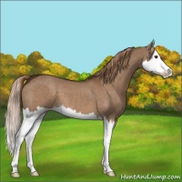 Horse Color:Liver Red Dun Splash 