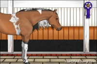 Horse Color:Bay Tobiano 