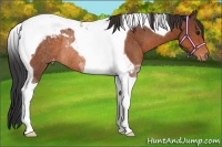 Horse Color:Bay Tobiano Blanket Rabicano 