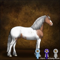 Horse Color:Bay Tobiano Appaloosa 