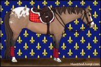 Horse Color:Bay Dun Sabino Appaloosa 