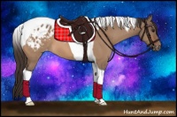 Horse Color:Bay Dun Tobiano Appaloosa