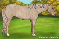 Horse Color:Palomino Roan 