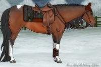 Horse Color:Bay Tobiano 