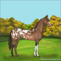Horse Color:Buckskin Blanket 