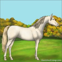 Horse Color:Buckskin Roan Pearl  and Buckskin Roan Pearl 