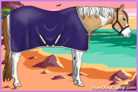 Horse Color:Buckskin Dun Sabino Tobiano Appaloosa 