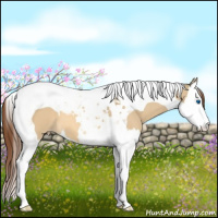 Horse Color:Buckskin Dun Splash Tobiano Appaloosa