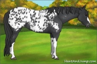 Horse Color:Blue Roan Appaloosa