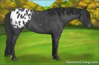 Horse Color:Blue Roan Appaloosa