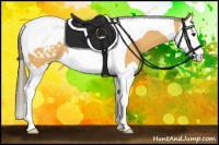 Horse Color:Buckskin Sabino Splash Tobiano Appaloosa 