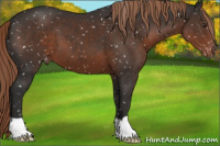 Horse Color:Liver Chestnut Appaloosa 