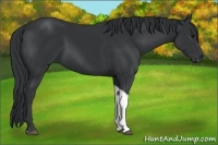 Horse Color:Black Tobiano 