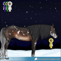 Horse Color:White Spotted Brown Sabino