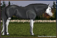Horse Color:Black Splash 