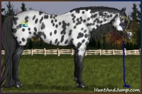 Horse Color:Black Near Leopard Rabicano 