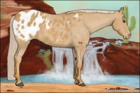 Horse Color:Palomino Appaloosa