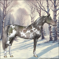 Horse Color:Platinum White Spotted Liver Chestnut Rabicano 