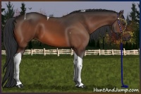 Horse Color:Brown Tobiano