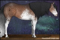 Horse Color:White Spotted Brown Sabino 
