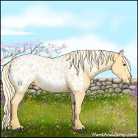 Horse Color:Palomino Appaloosa 