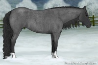 Horse Color:Blue Roan 
