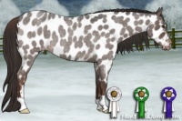 Horse Color:Liver Red Roan Near Leopard 