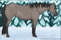 Horse Color:Grullo Roan 