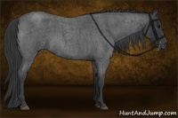 Horse Color:Blue Roan 