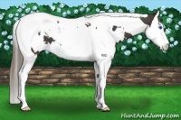 Horse Color:White Spotted Smoky Black Splash Tobiano Appaloosa 