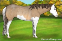 Horse Color:Buckskin Roan Splash Appaloosa Rabicano