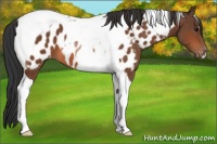 Horse Color:Bay Tobiano Appaloosa 
