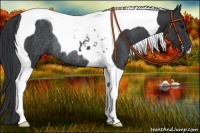 Horse Color:Black Tobiano Rabicano 
