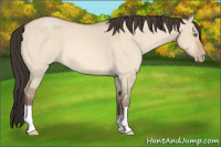 Horse Color:Sable Champagne Dun 