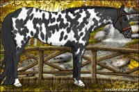 Horse Color:Black Appaloosa