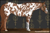 Horse Color:Chestnut Near Leopard 